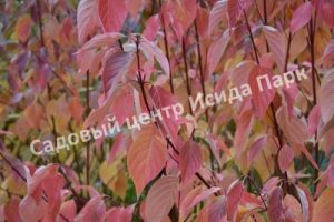 Дерен отпрысковый Кардинал
