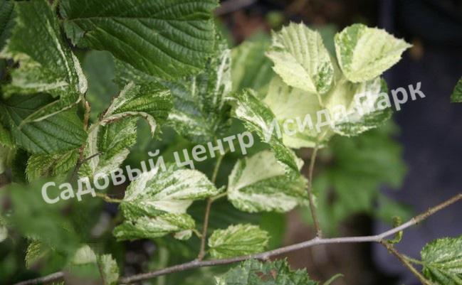 Лещина обыкновенная Агнешка (Agnieszka) Лещина обыкновенная Агнешка (Agnieszka)