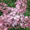 Сирень Карнавал (Syringa Karnaval) 4