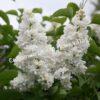 Сирень мейера Флауэрфест Вайт (Flowerfest White) 6