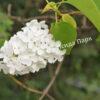 Сирень мейера Флауэрфест Вайт (Flowerfest White) 4
