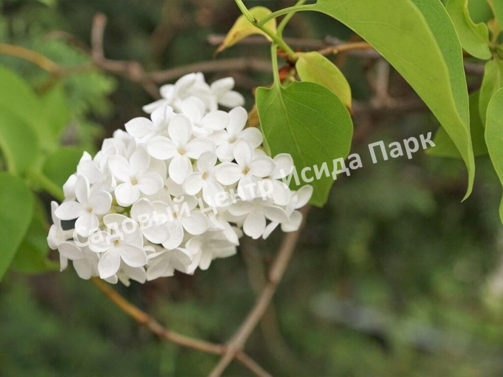 Сирень мейера Флауэрфест Вайт (Flowerfest White)