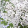 Сирень мейера Флауэрфест Вайт (Flowerfest White) 5