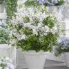 Сирень мейера Флауэрфест Вайт (Flowerfest White) 7