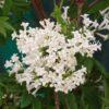 Сирень перистолистная (Syringa pinnatifolia) 6