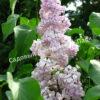 Сирень Гортензия (Gotensiia) 6