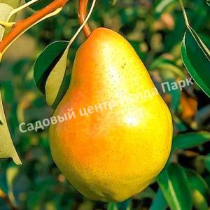 Груша Банкетная