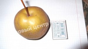 Груша Бронзовая
