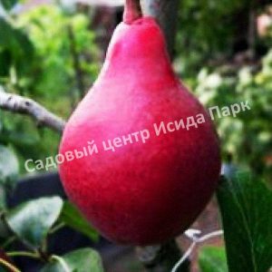 Груша Кармен