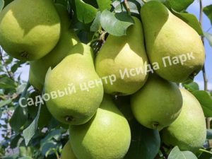 Груша Крупноплодная