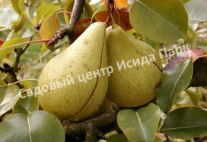 Груша Кюре