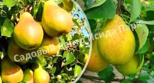 Груша Скороспелка из Мичуринска