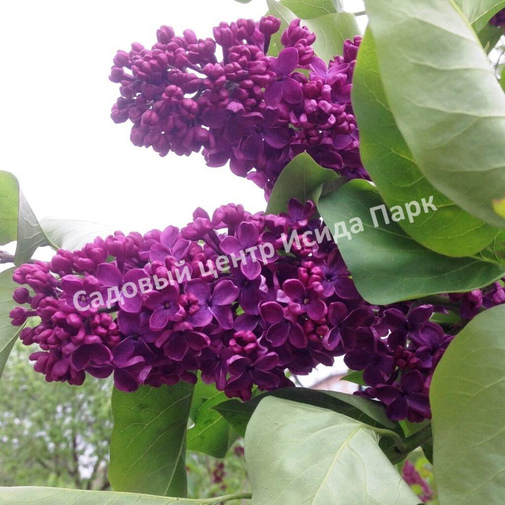 Сирень Индия (India)