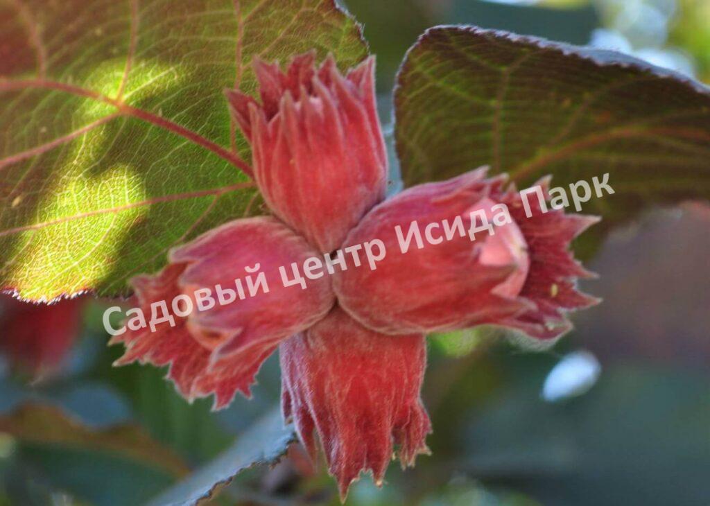Фундук Лещина Ивантеевский красный (Ivanteevskiy Krasniy)