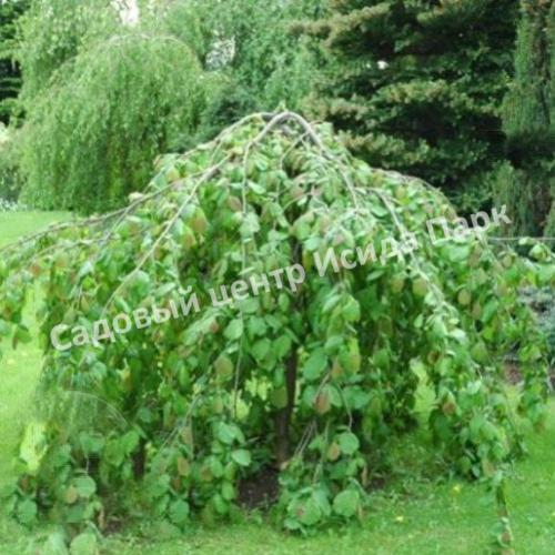 Лещина обыкновенная Пендула на штамбе (Pendula) Лещина обыкновенная Пендула на штамбе (Pendula)