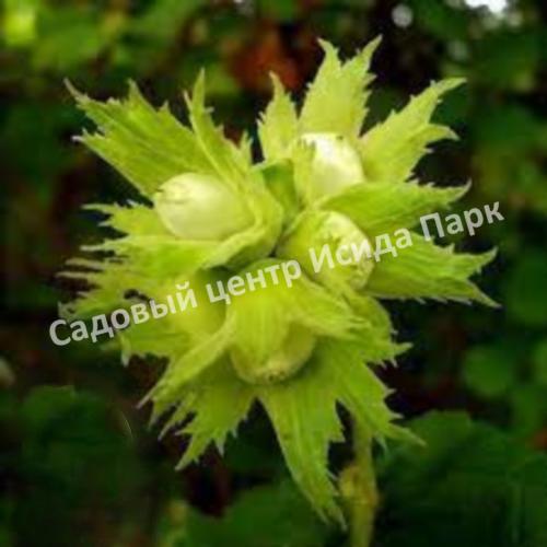 Лещина обыкновенная Пендула на штамбе (Pendula) Лещина обыкновенная Пендула на штамбе (Pendula)