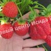Клубника Богема 4