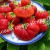 Клубника Богота 4