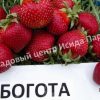 Клубника Богота 3