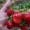 Клубника Царица 2