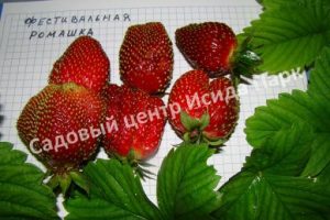 Клубника Фестивальная Ромашка