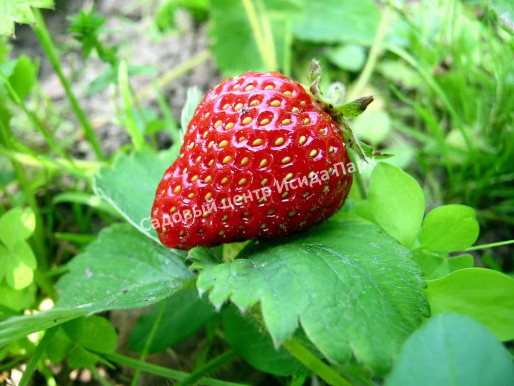 Клубника Гранд Роса