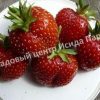 Клубника Кент 2
