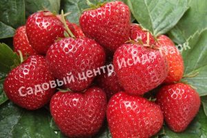 Клубника Сельва