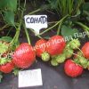 Клубника Соната 1