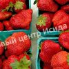 Клубника Таго 2