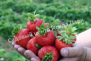 Клубника Вима Кимберли