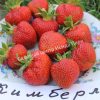 Клубника Вима Кимберли 2
