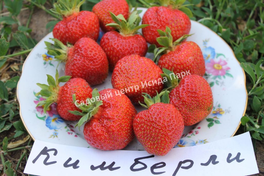 Клубника Вима Кимберли
