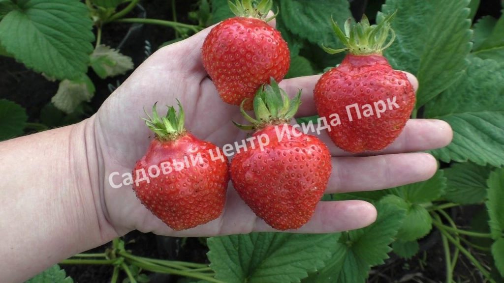 Клубника Вима Ксима