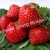 Клубника Вима Ксима 3