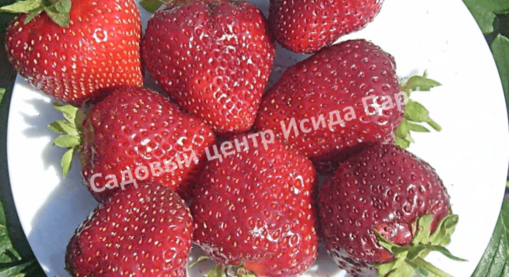 Клубника Вима Рина