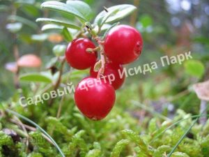 Клюква четырёхлепестная