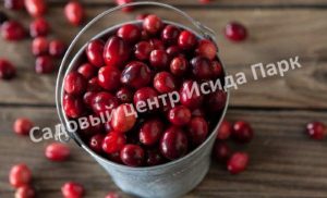 Клюква Франклин