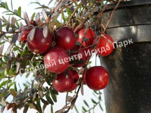 Клюква Кроули