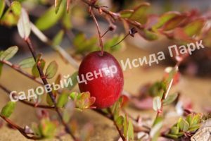 Клюква Мак Фарлин