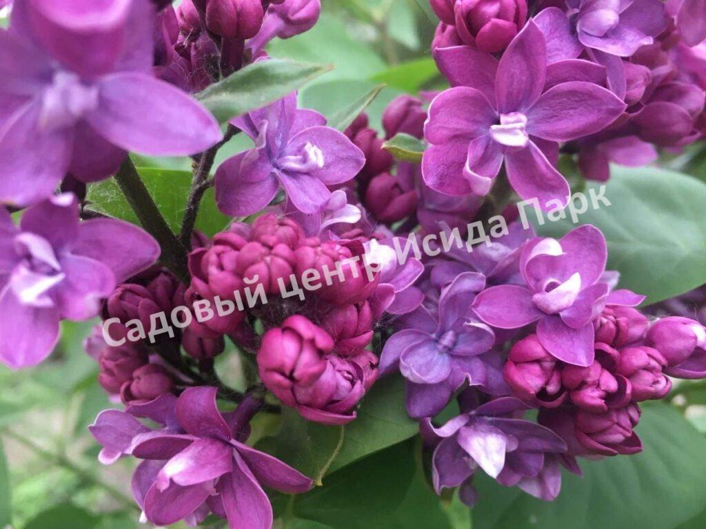 Сирень Колхозница (Kolhoznitsa)