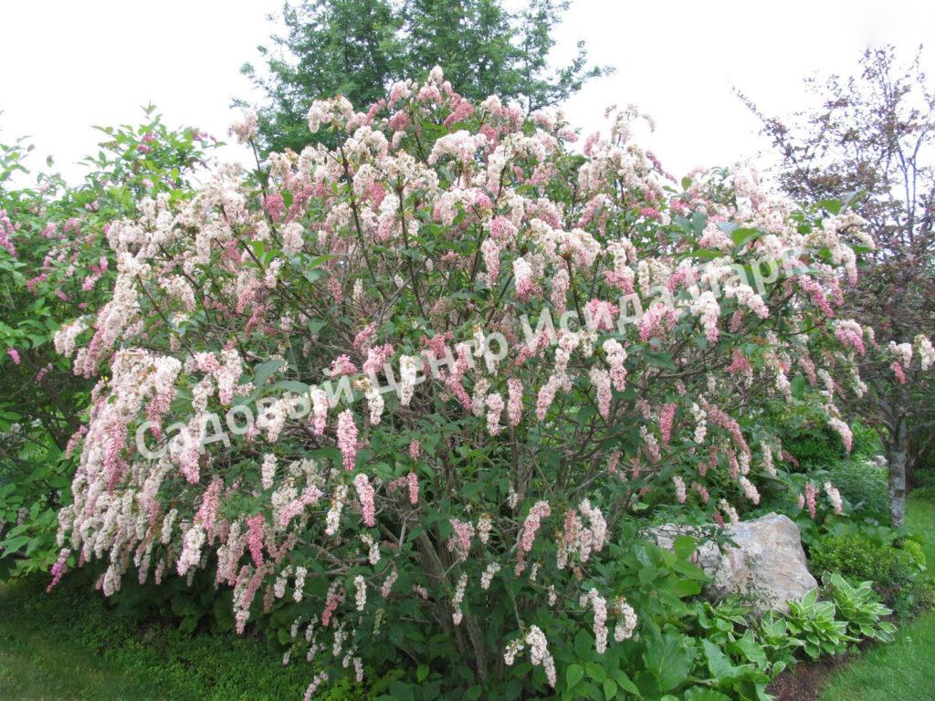Сирень Комарова (Syrínga komaróvii)