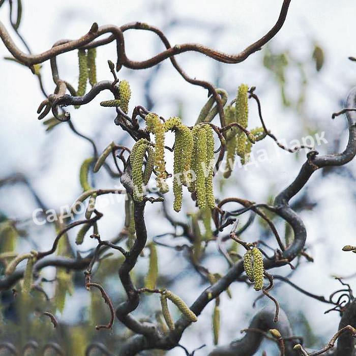 Лещина обыкновенная Конторта (Contorta) Лещина обыкновенная Конторта (Contorta)