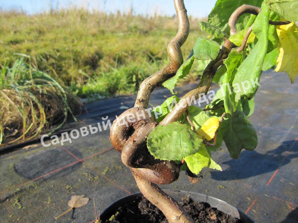 Лещина обыкновенная Конторта (Contorta) Лещина обыкновенная Конторта (Contorta)