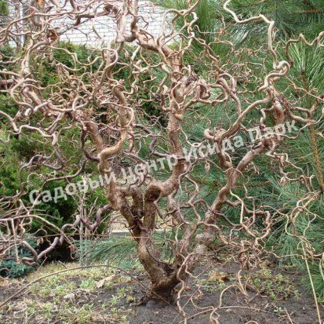 Лещина обыкновенная Конторта (Contorta) Лещина обыкновенная Конторта (Contorta)