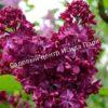 Сирень Кремлёвские Куранты (Kremlyovskie Kuranty) 5