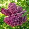 Сирень Кремлёвские Куранты (Kremlyovskie Kuranty) 7