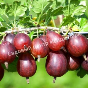 Крыжовник Ахиллес
