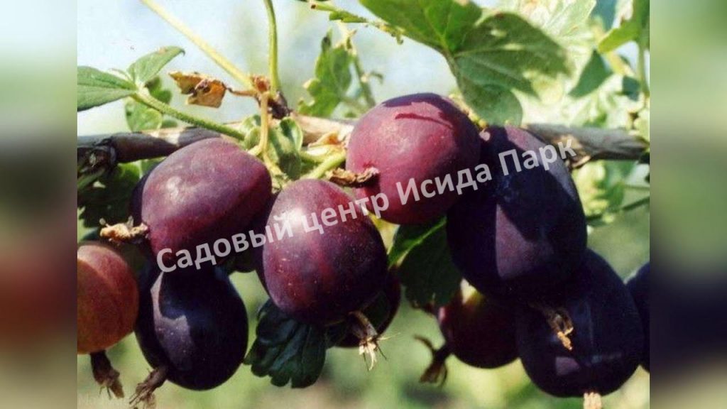 Крыжовник Черносливовый