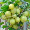 Крыжовник Инвикта 4